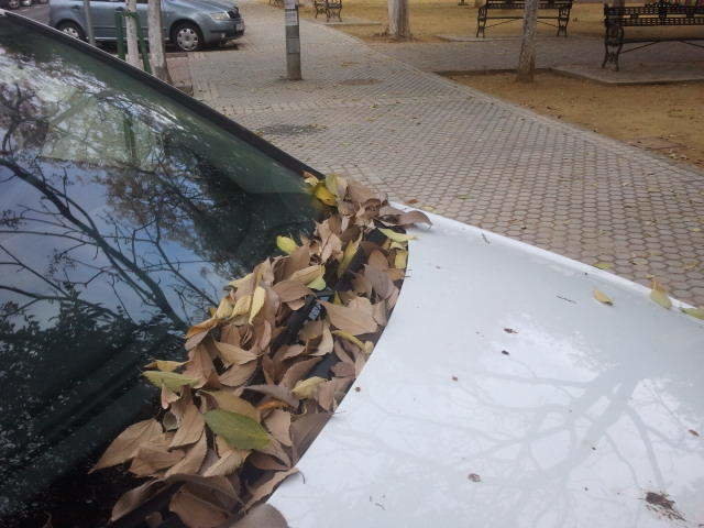 hojas secas otoño mantenimiento coche