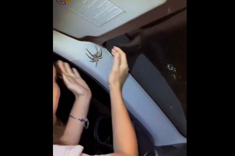 Araña gigante se cuela en un coche
